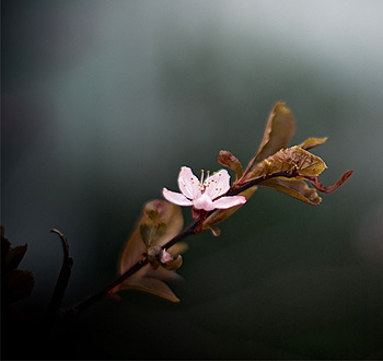 ddos攻击器安卓ios下载